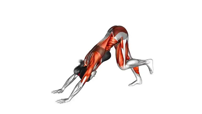 دایره لگن در حالت سگ رو به پایین